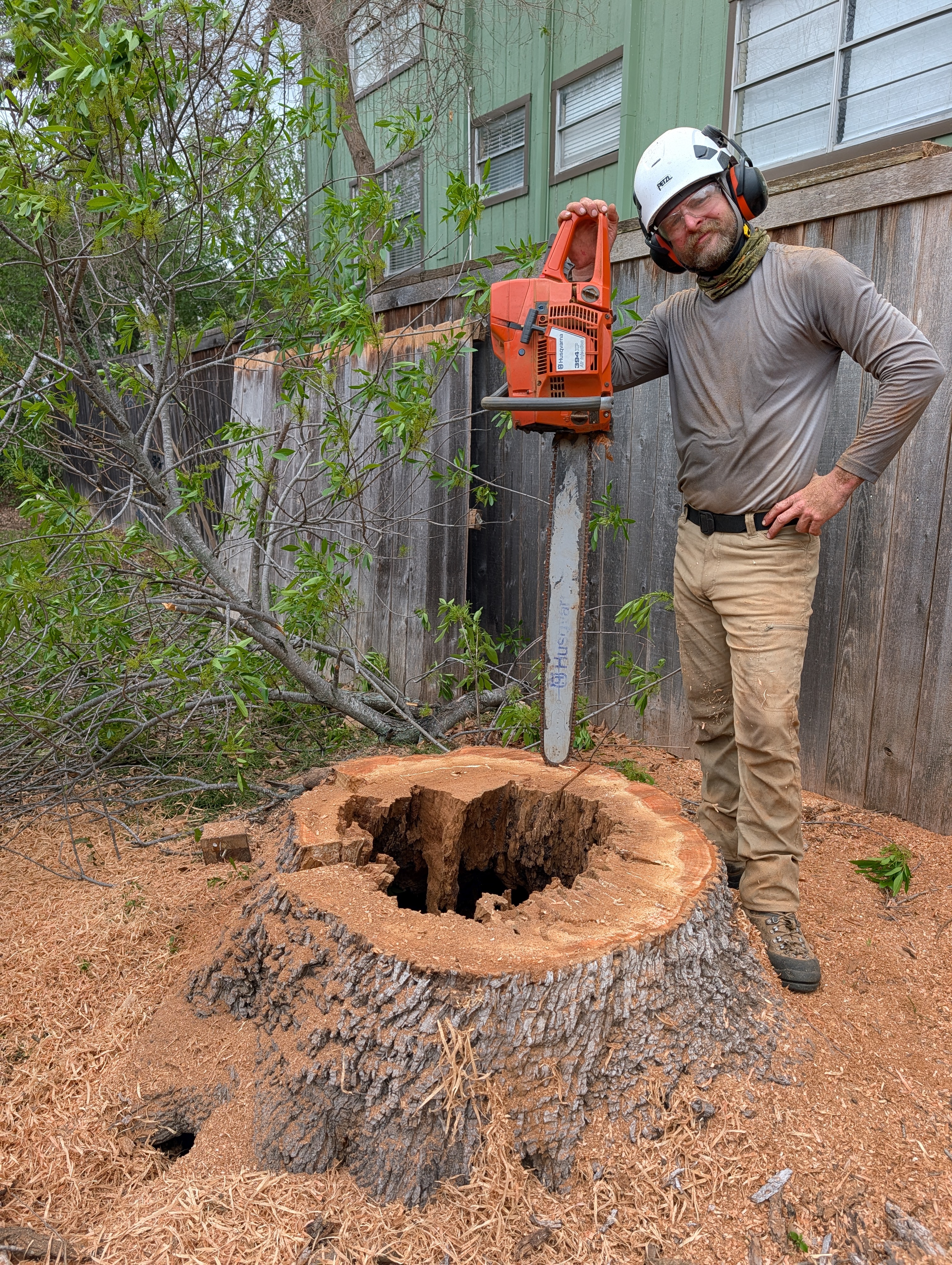 Large hollow tree stump showing hazardous decay