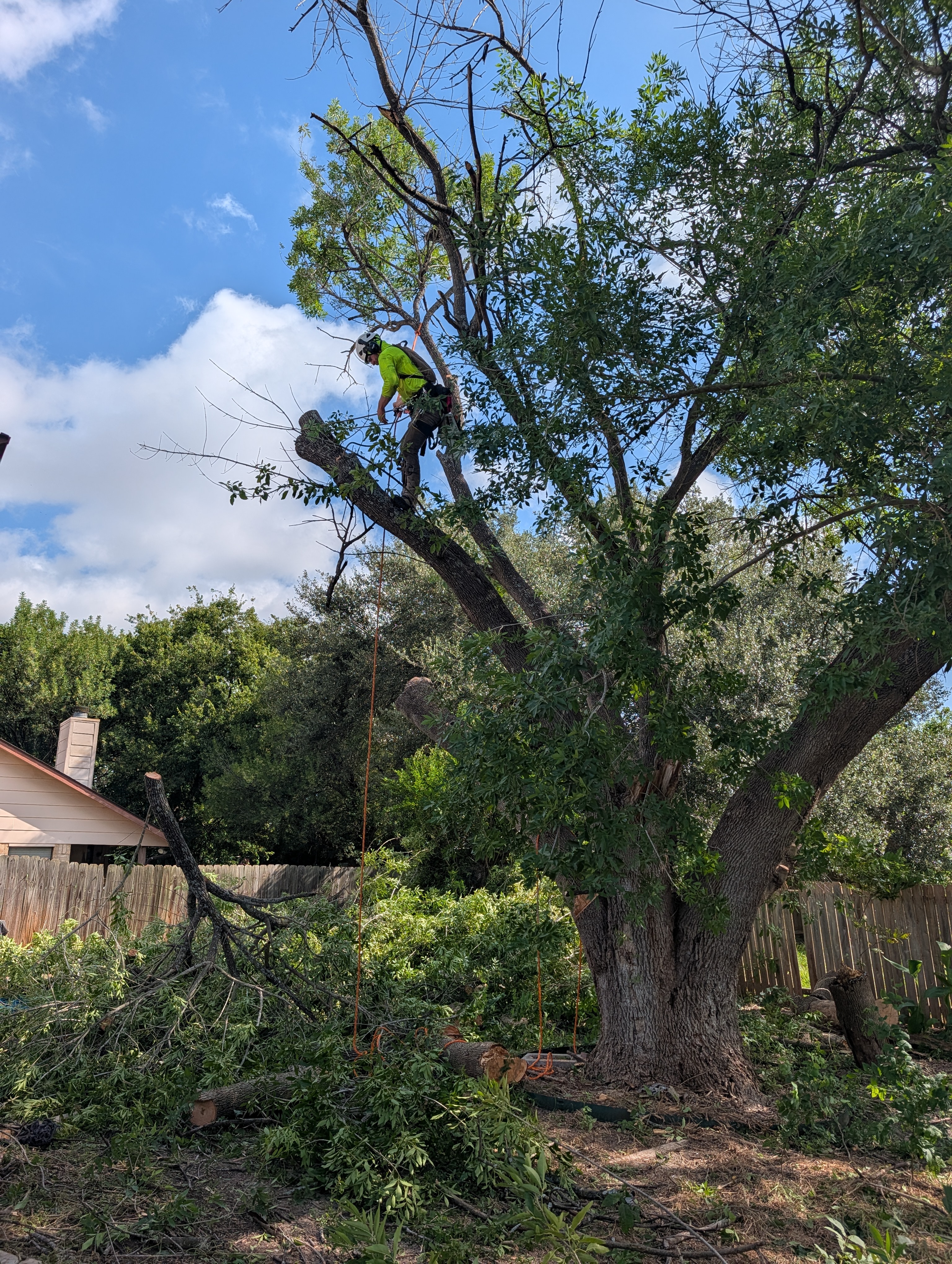 Arborist climbing high in an Ash tree, setting technical rigging ropes to lower branches safely.