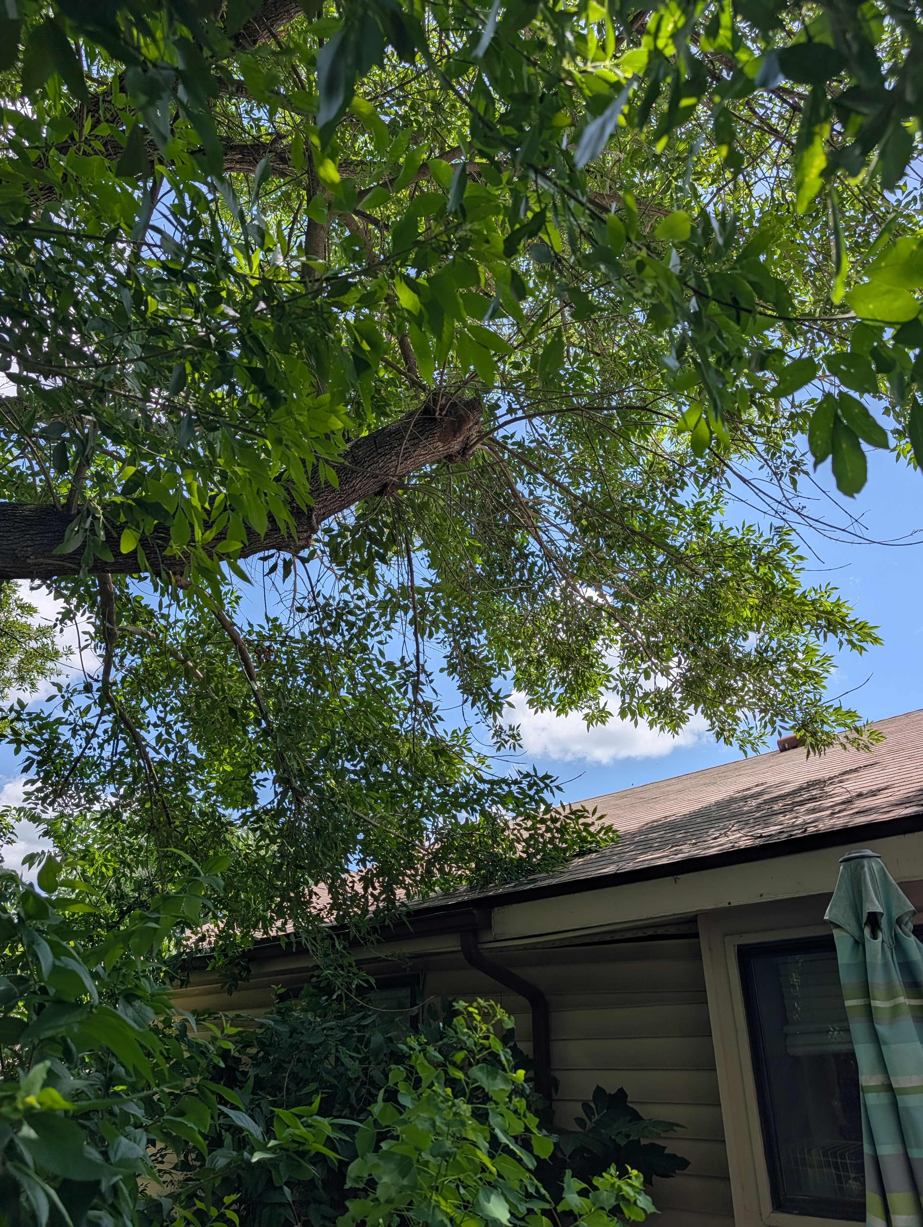 Massive Ash tree limbs extending directly over a residential roofline in New Braunfels, Texas.