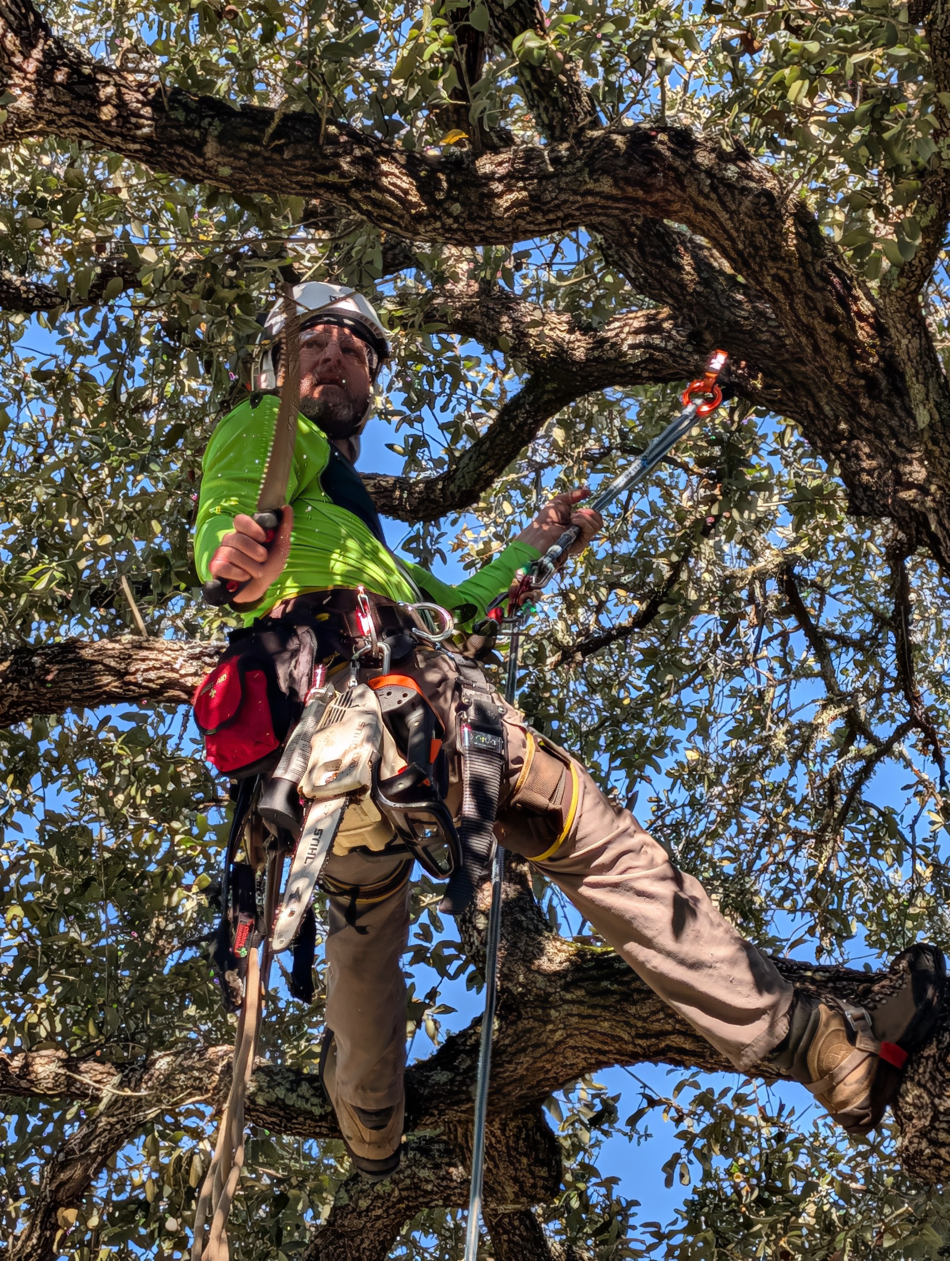 Removing ball moss from a Live Oak