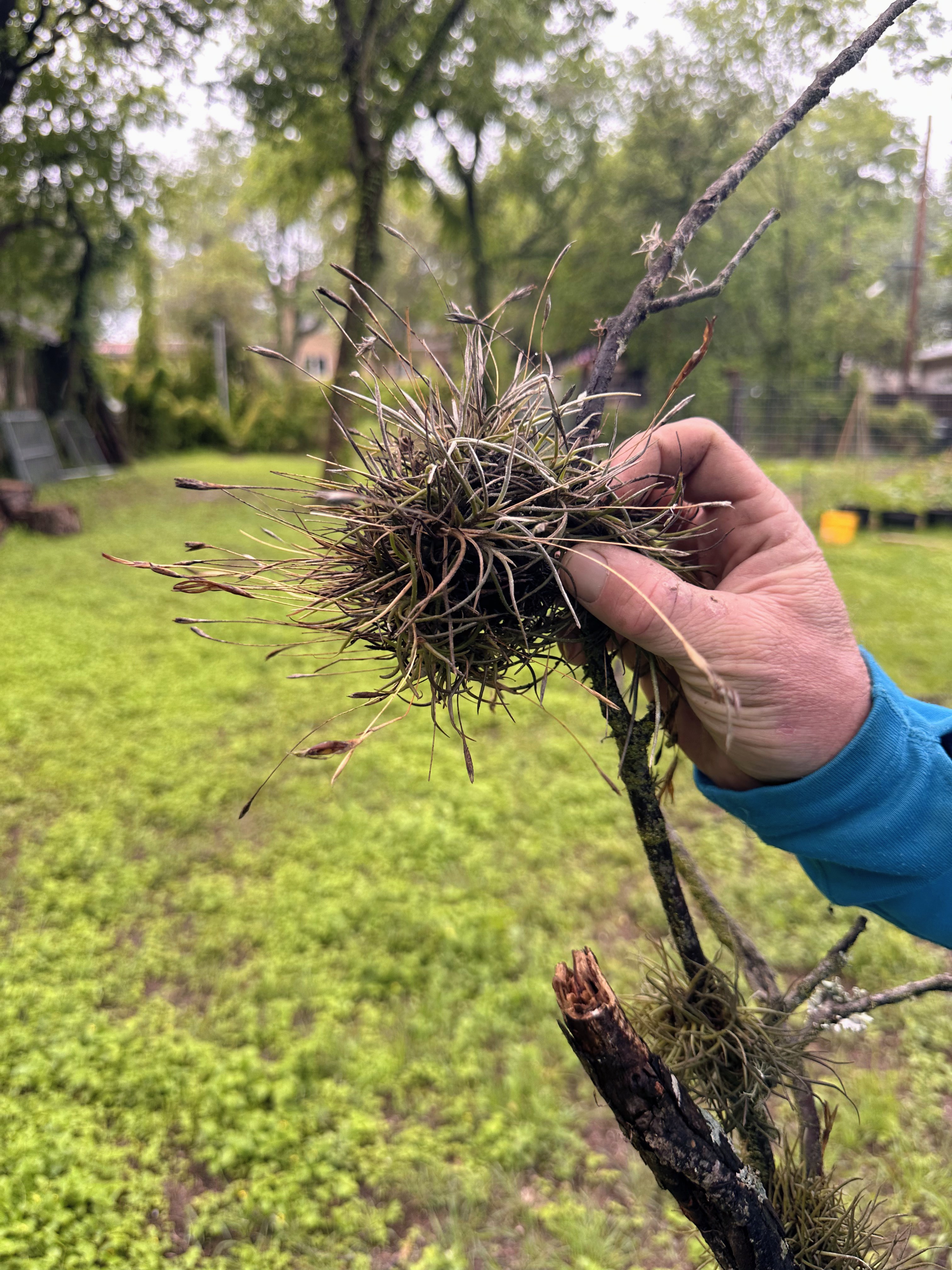Close up of Ball Moss clump in New Braunfels
