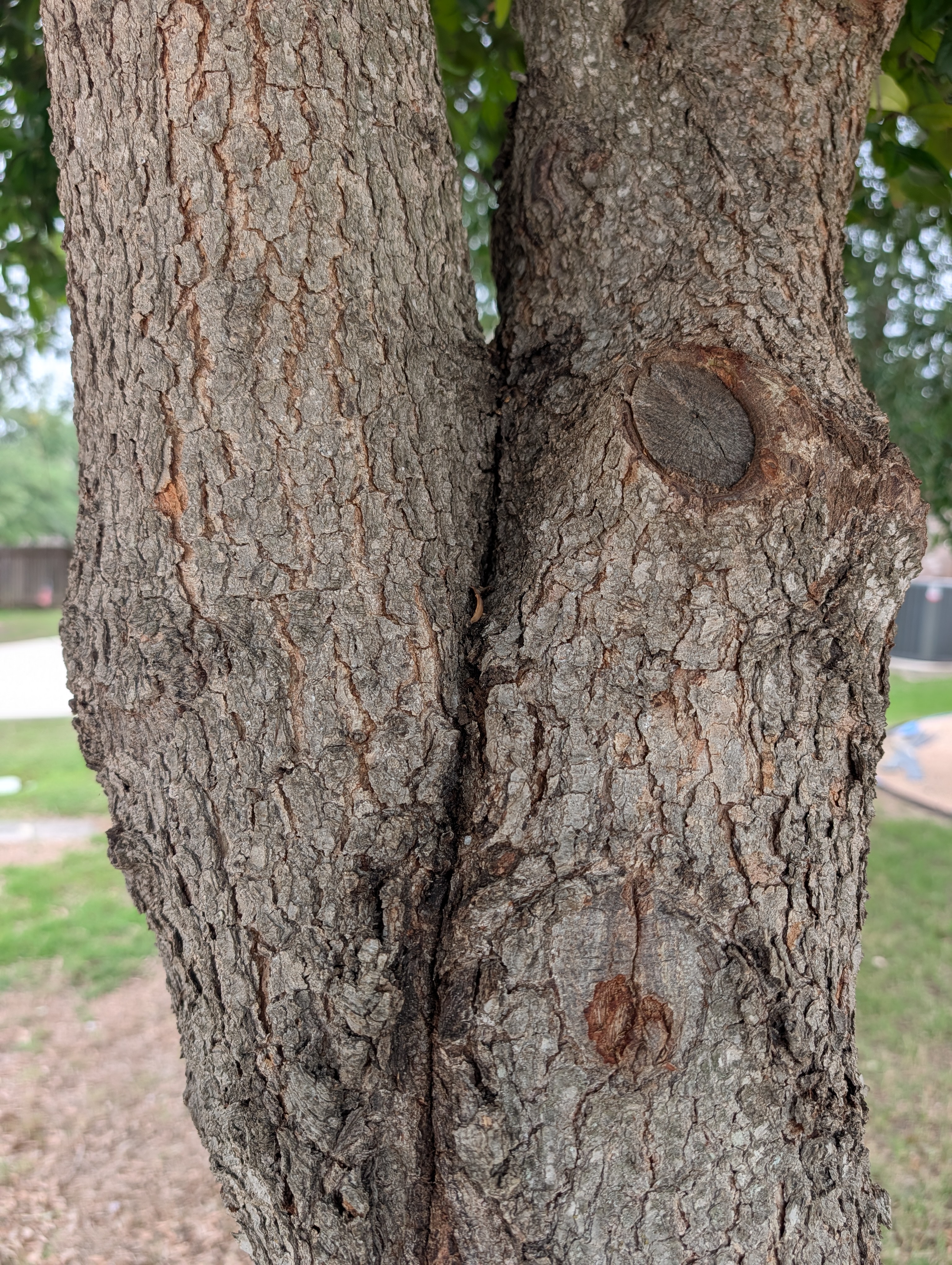 Close up of Bark Inclusion in a Hill Country tree