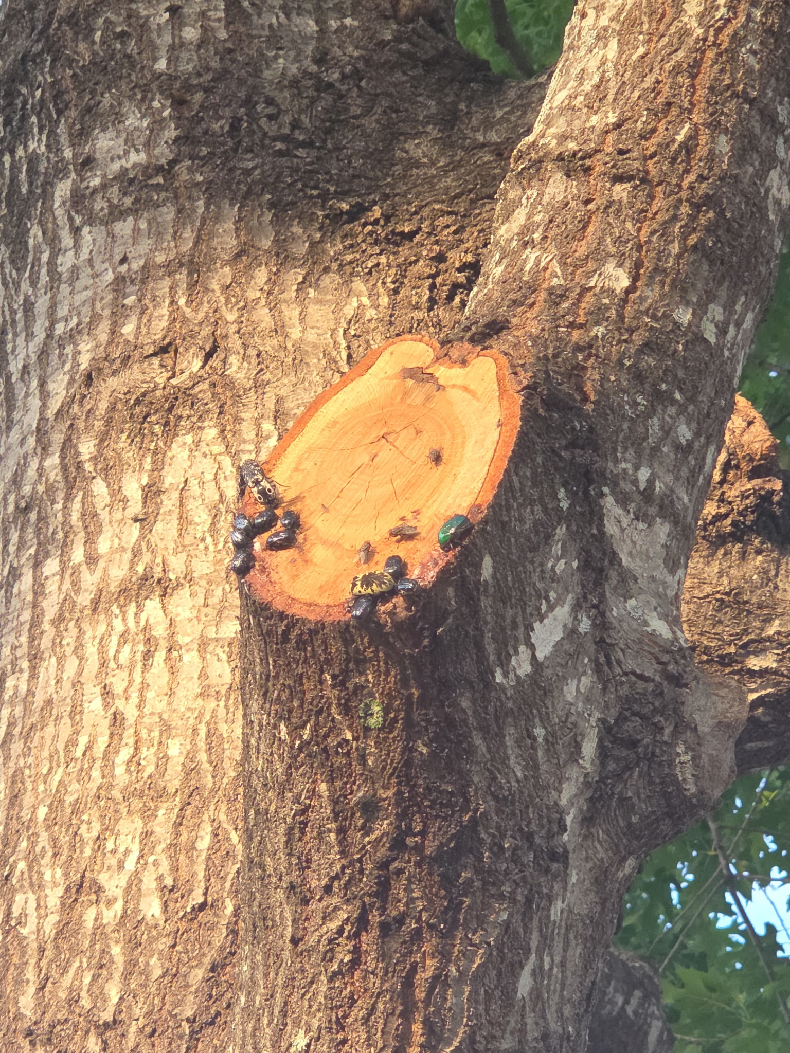 Insects swarming an unsealed tree wound in New Braunfels