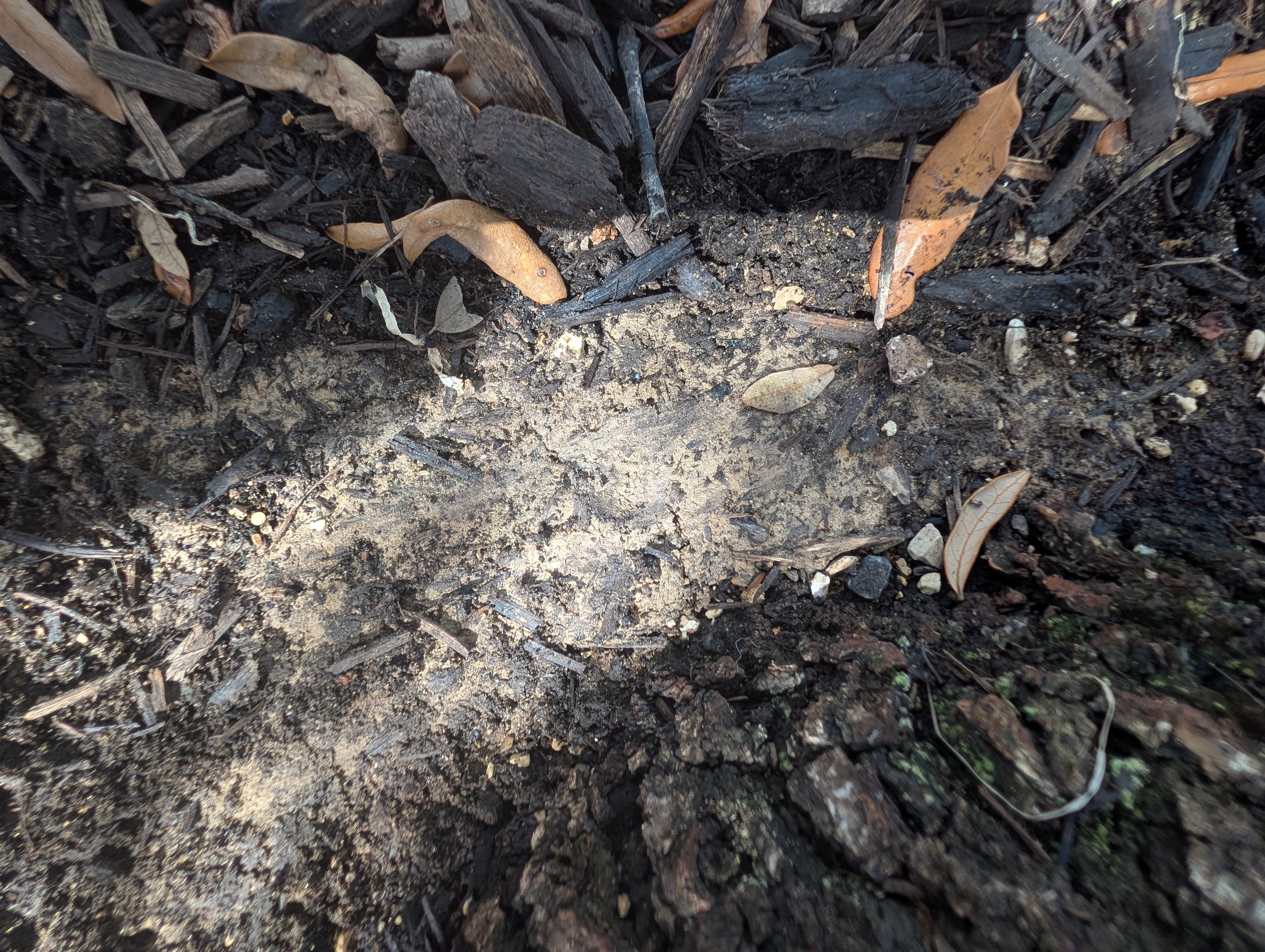 Dense Texas clay soil exposed beneath a thin layer of mulch, creating poor drainage conditions.