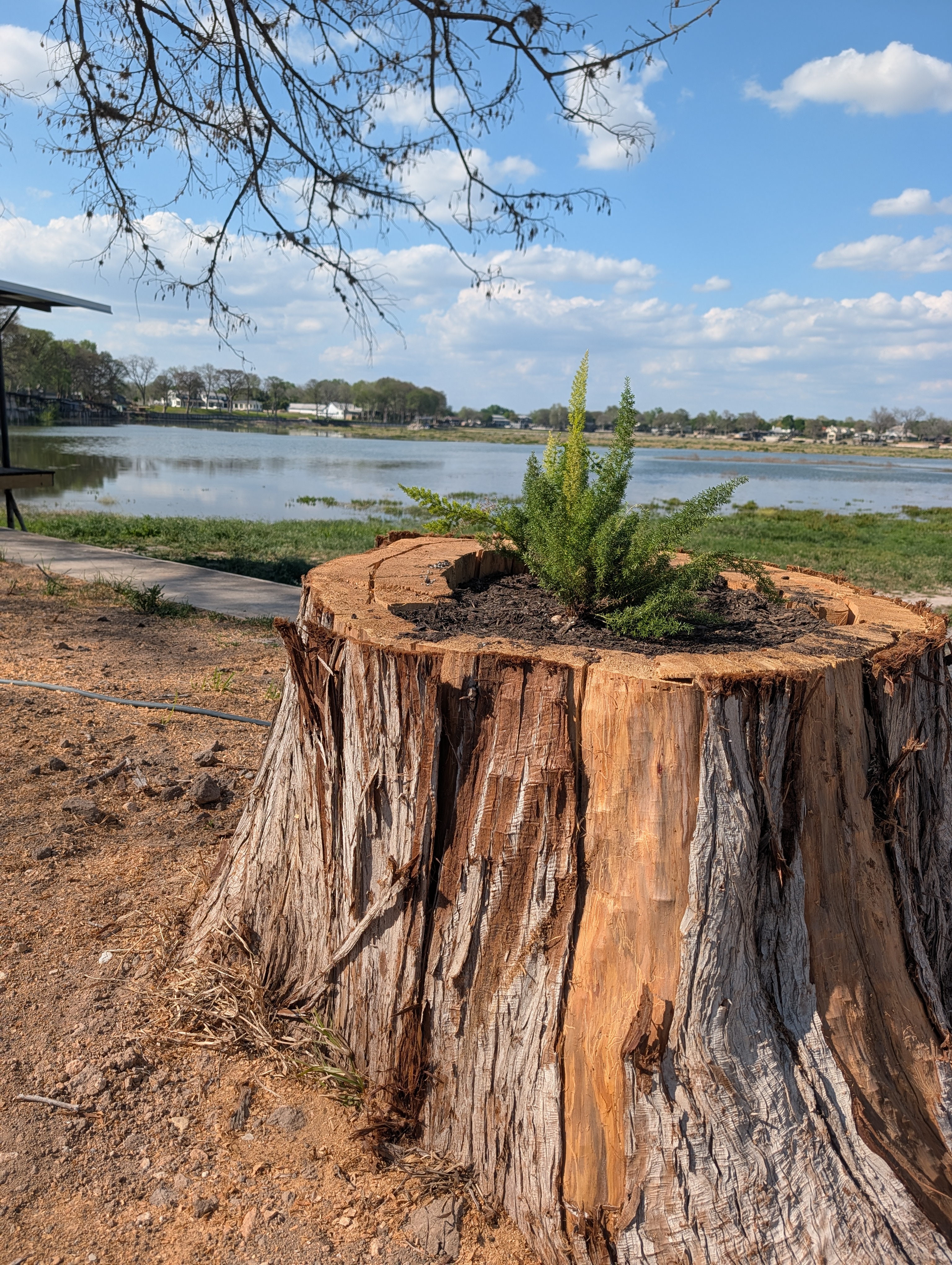 A beautiful custom planter hollowed out from the stump of a dead cypress tree, featuring a thriving green plant overlooking Lake McQueeney