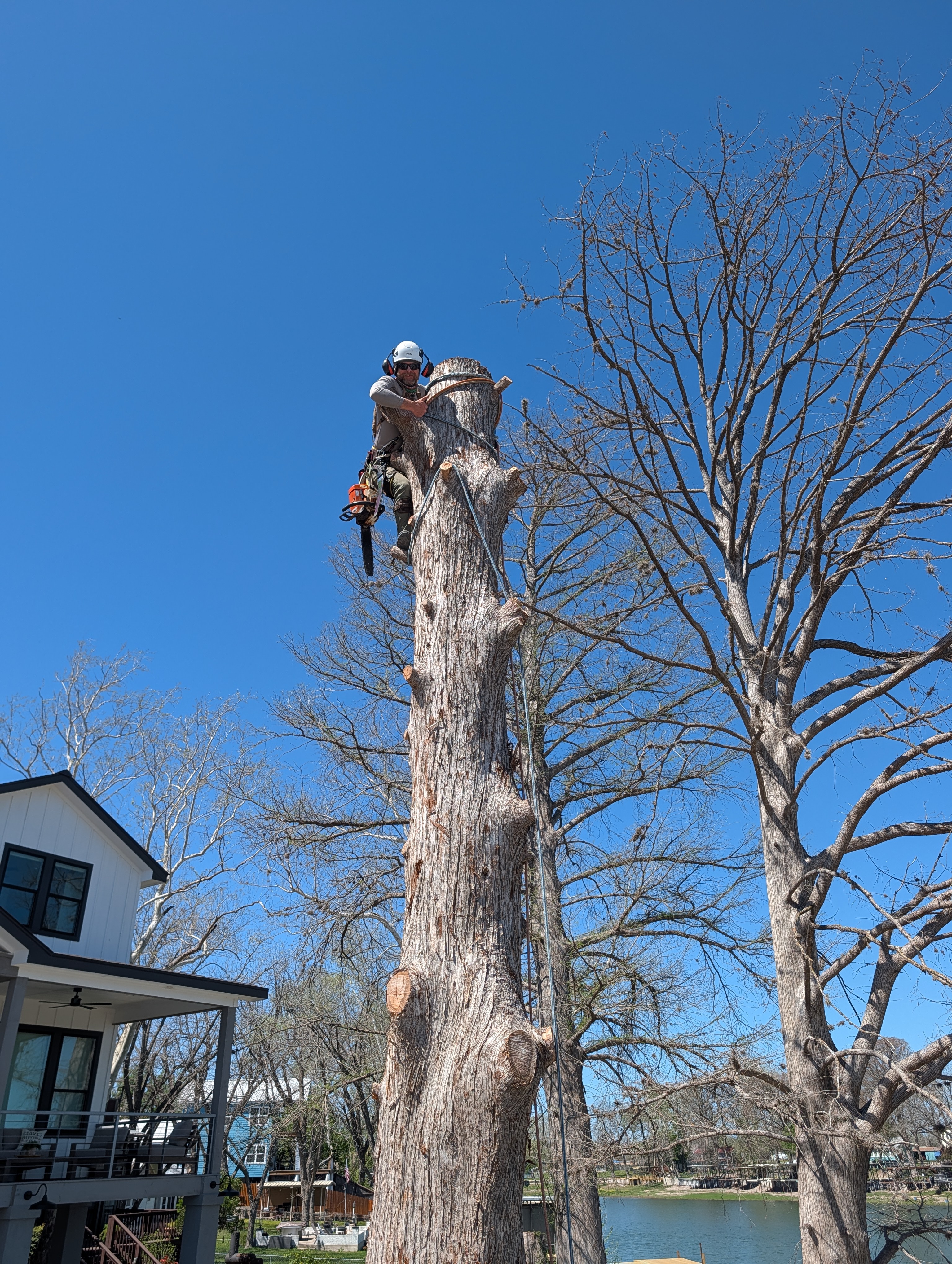 Kyle climbing and rigging a massive dead Bald Cypress tree on the waterfront of Lake McQueeney
