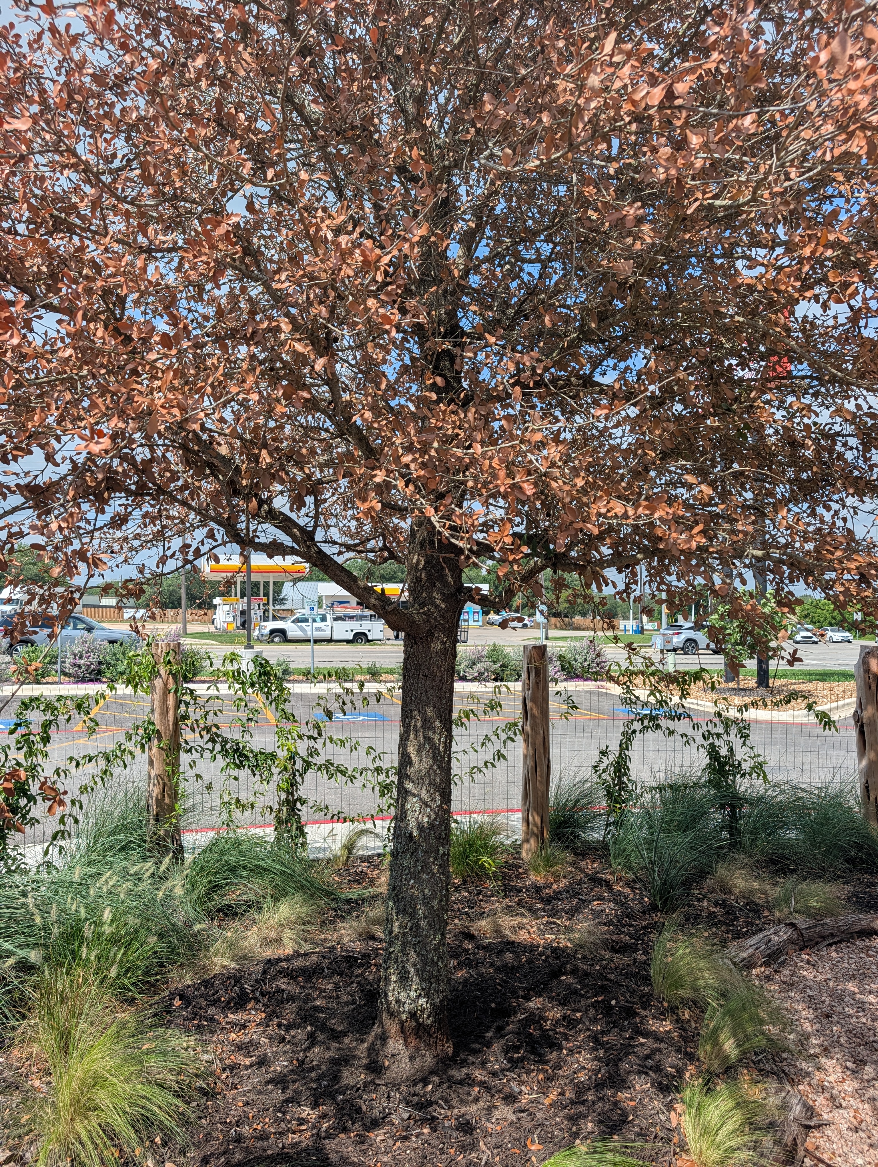 A totally dead tree with crispy brown leaves in a commercial parking lot, suffering from improper planting.