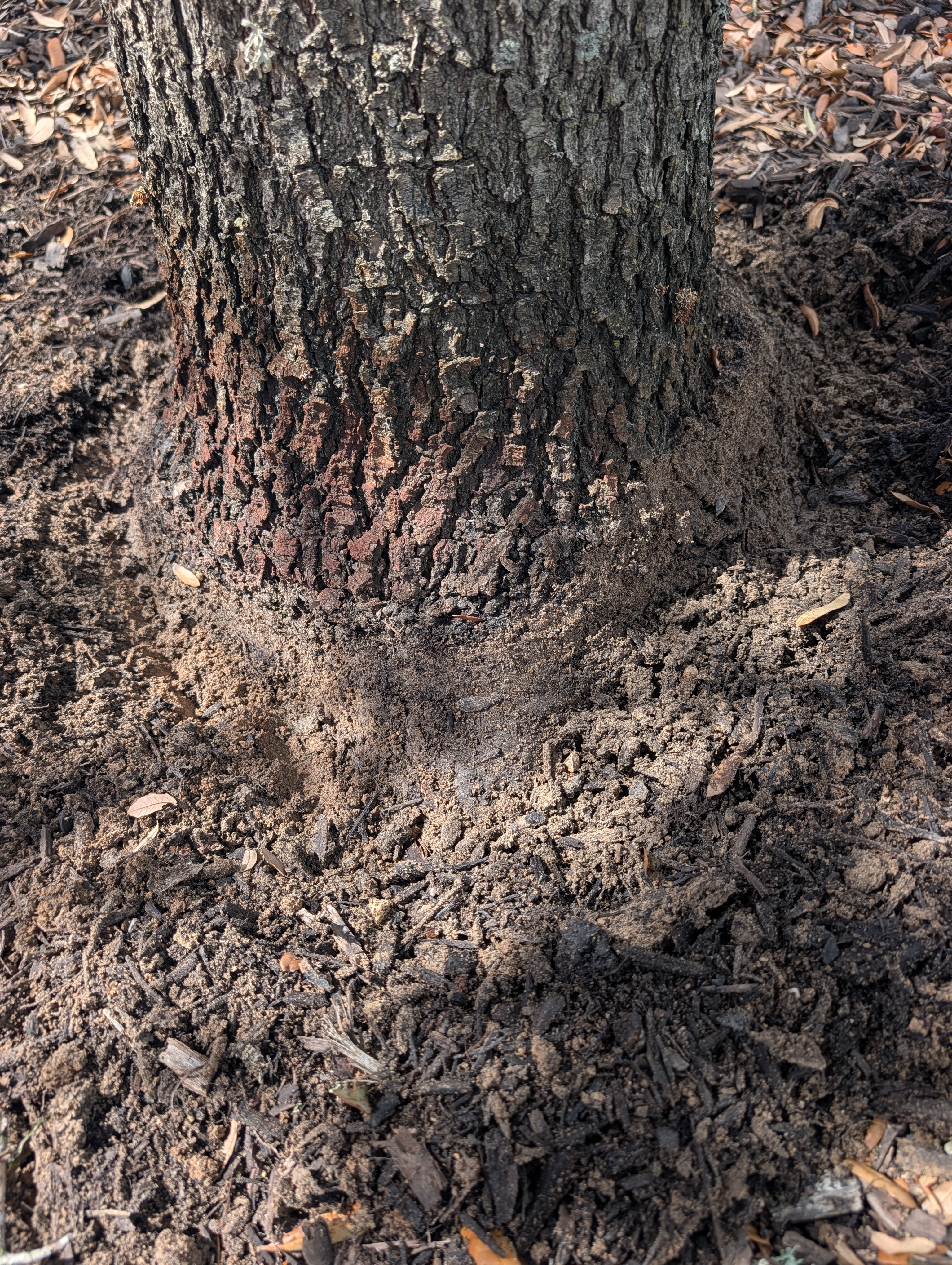 A tree planted too deeply with soil piled against the trunk, hiding the natural root flare.