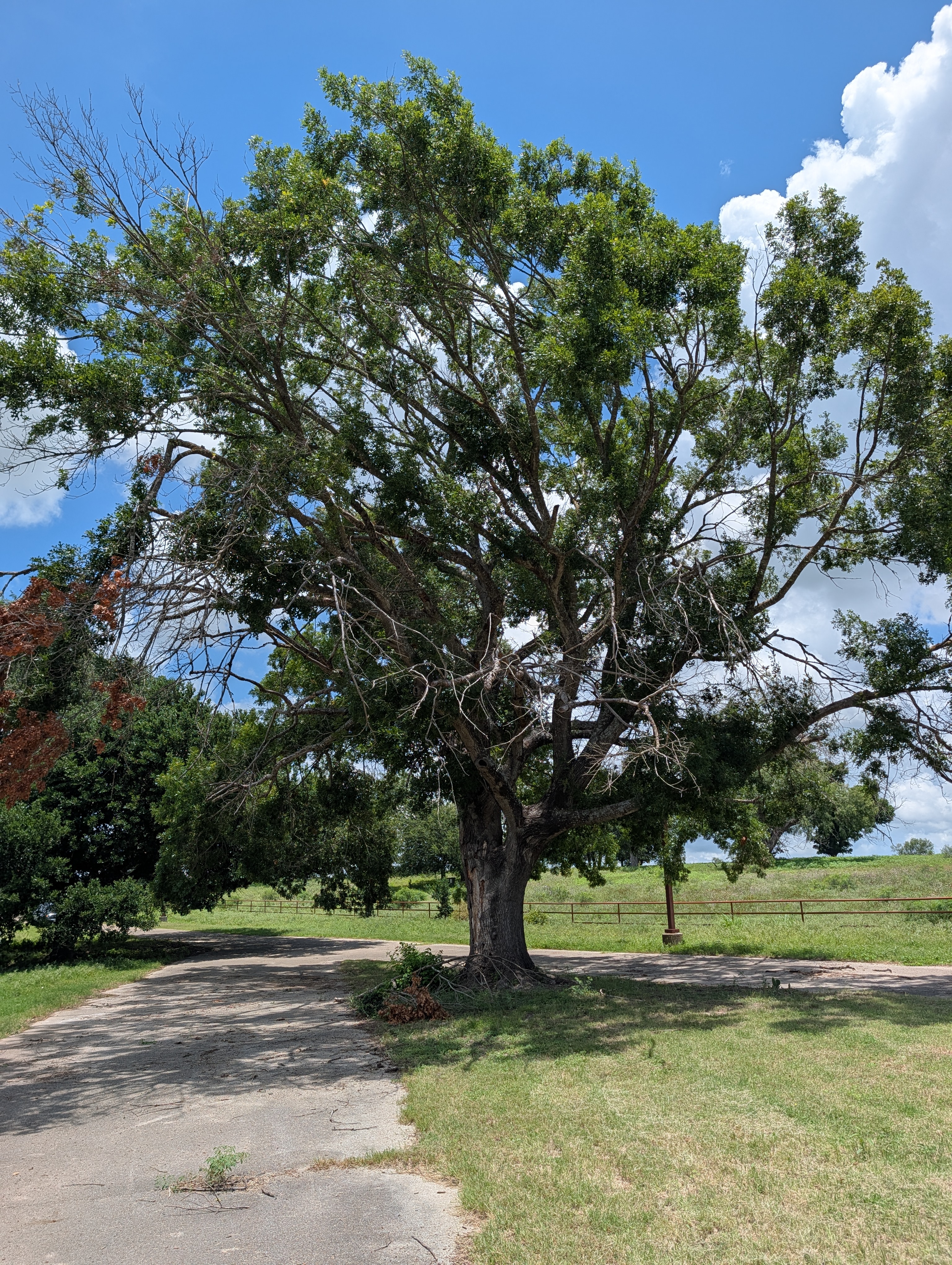A large mature shade tree showing early signs of Hypoxylon Canker with dieback and thinning canopy at the top.