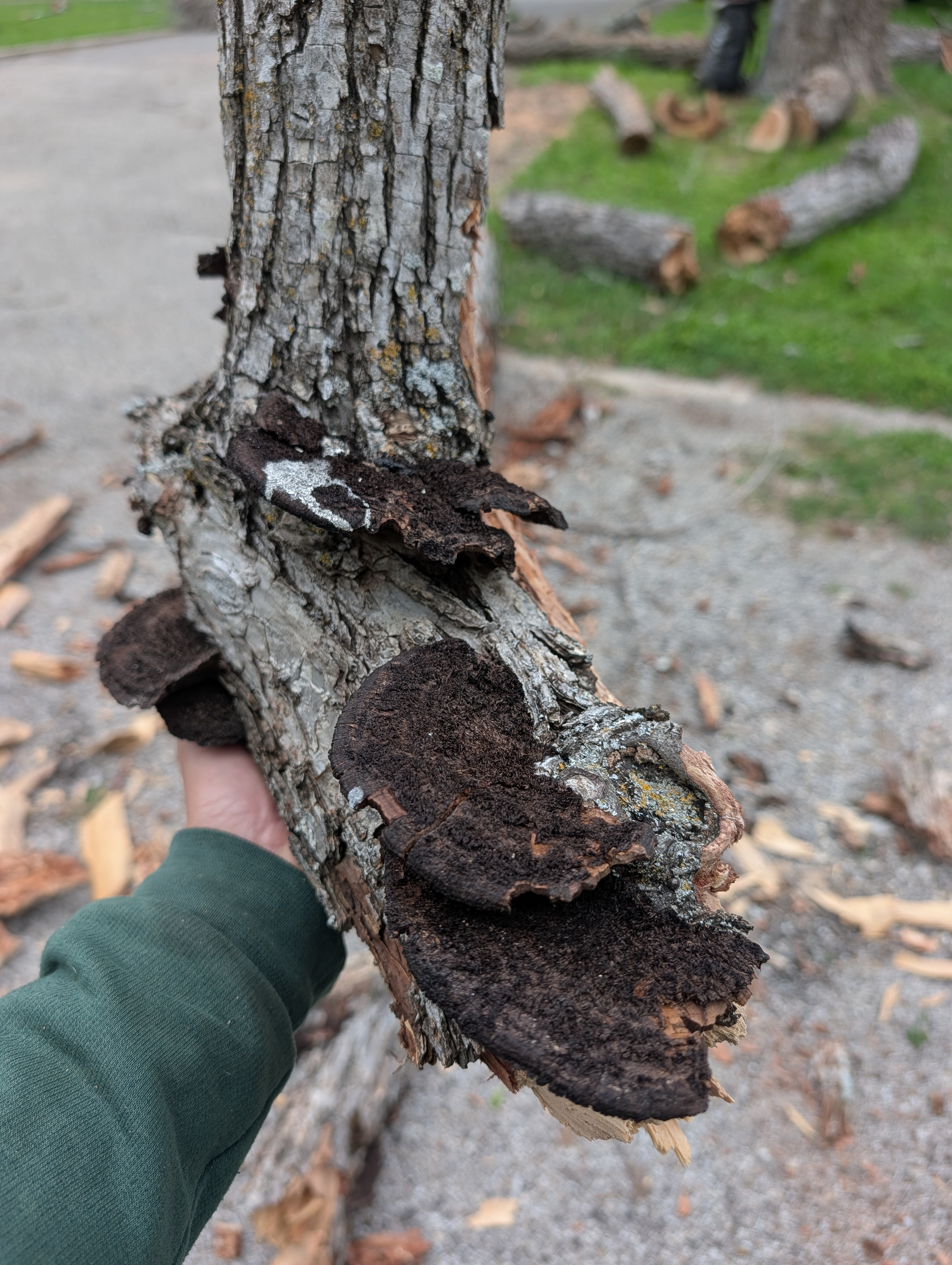 Arborist holding branch with fungal fruiting bodies