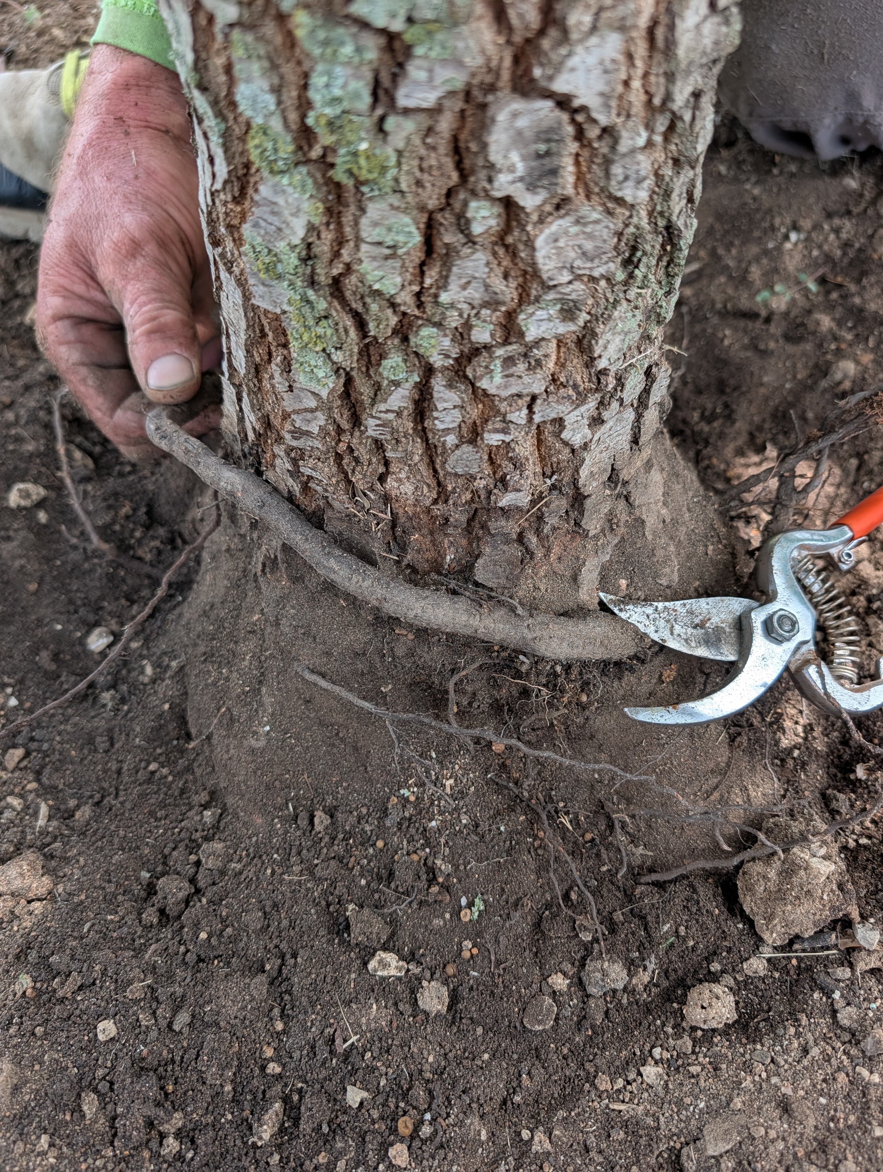 A professional arborist using hand pruners to cut a girdling root wrapped around the base of a young tree.