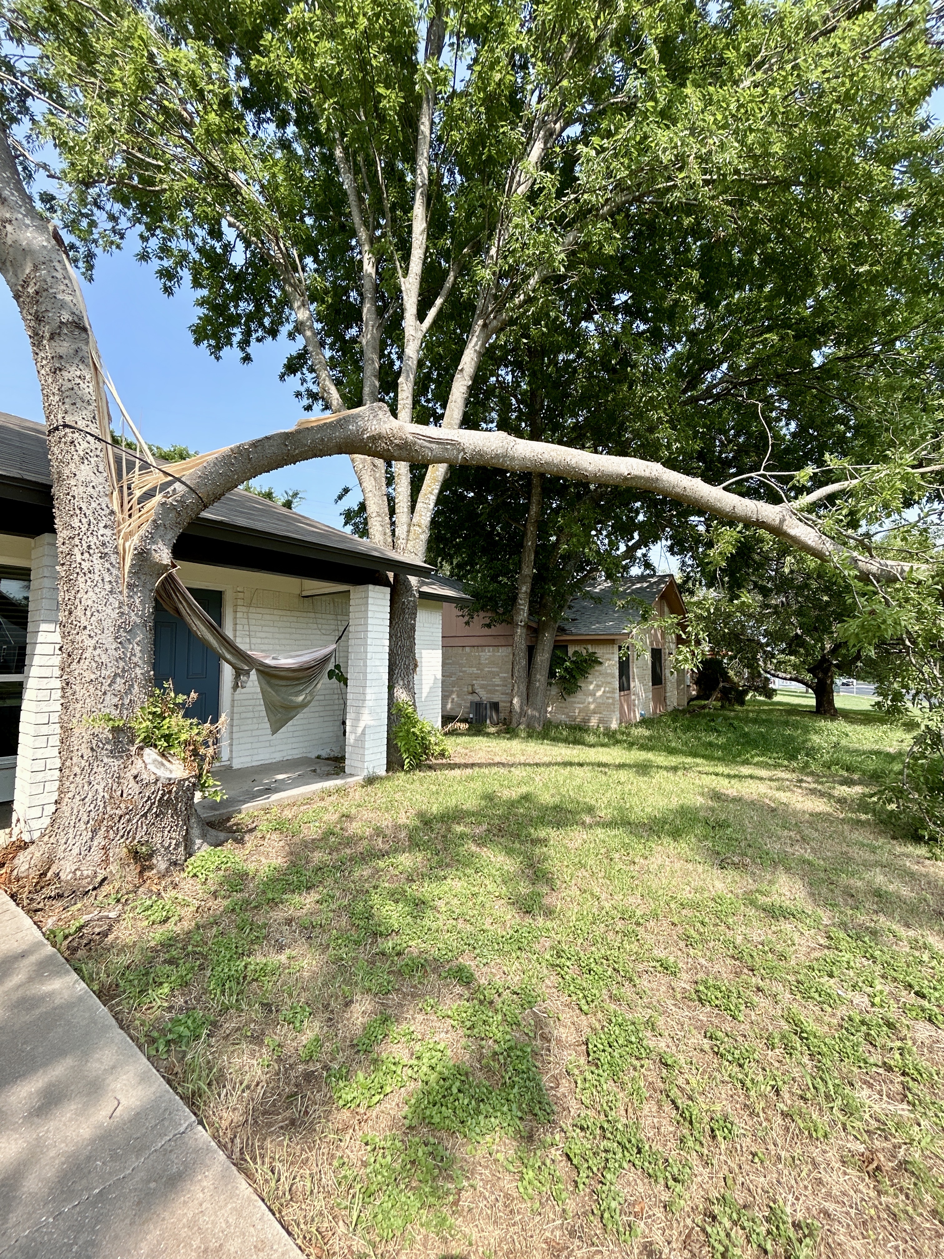 Split Hackberry tree showing structural failure