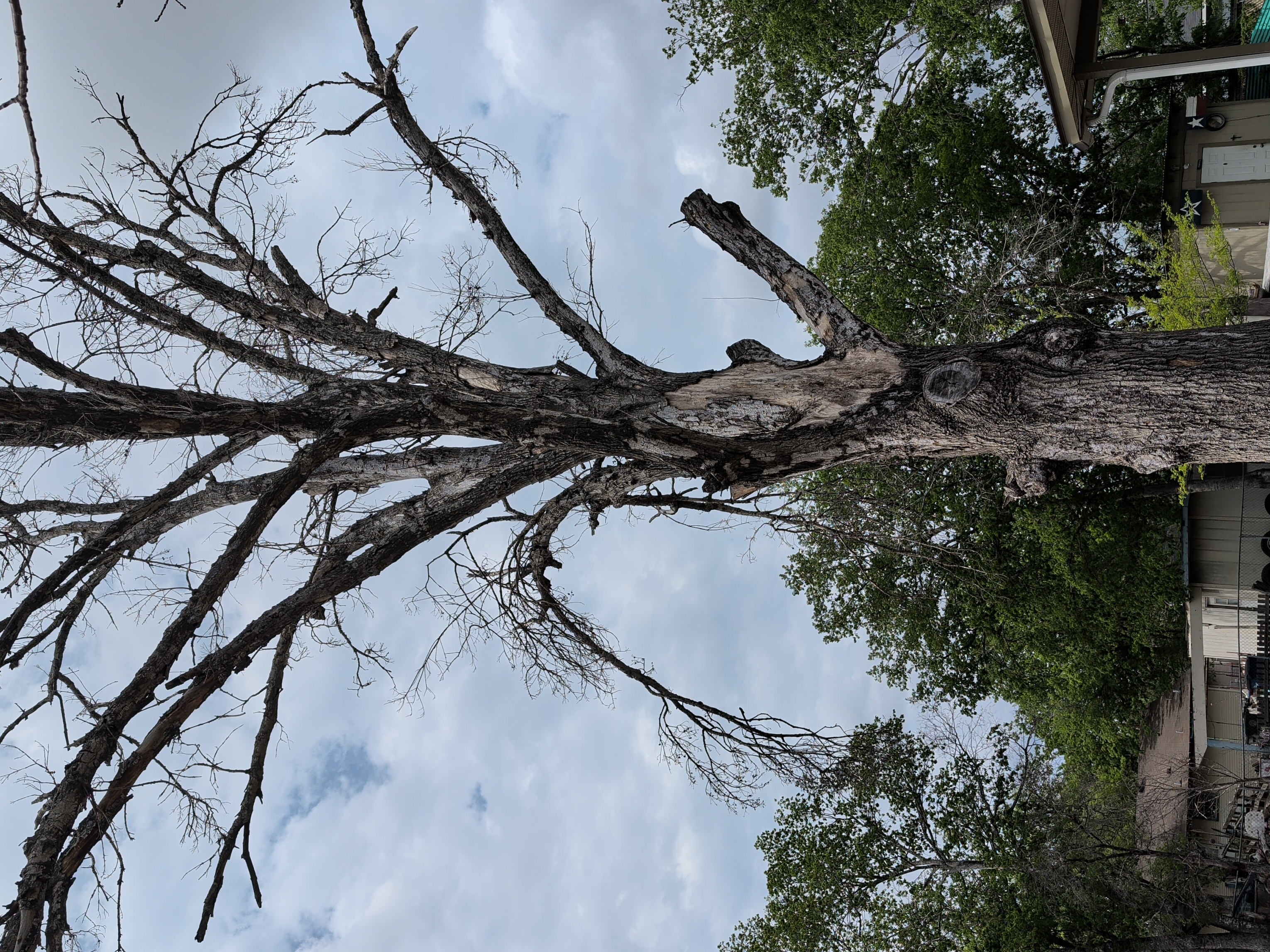 A completely dead tree skeleton caused by advanced Hypoxylon Canker standing near a residential home.