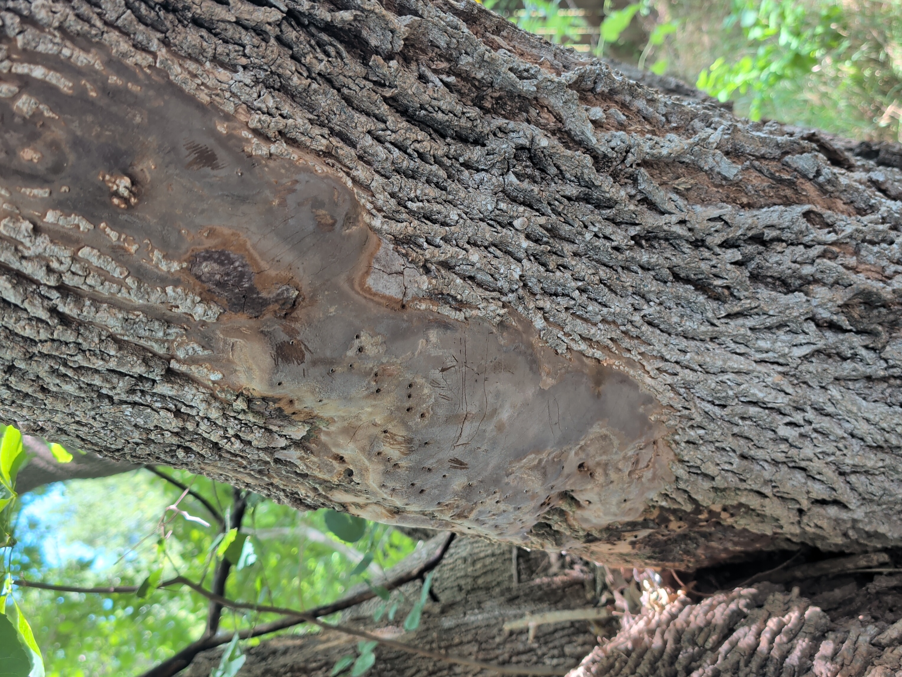 Close-up detail of a tan and gray Hypoxylon Canker fungal mat crusting on tree bark.