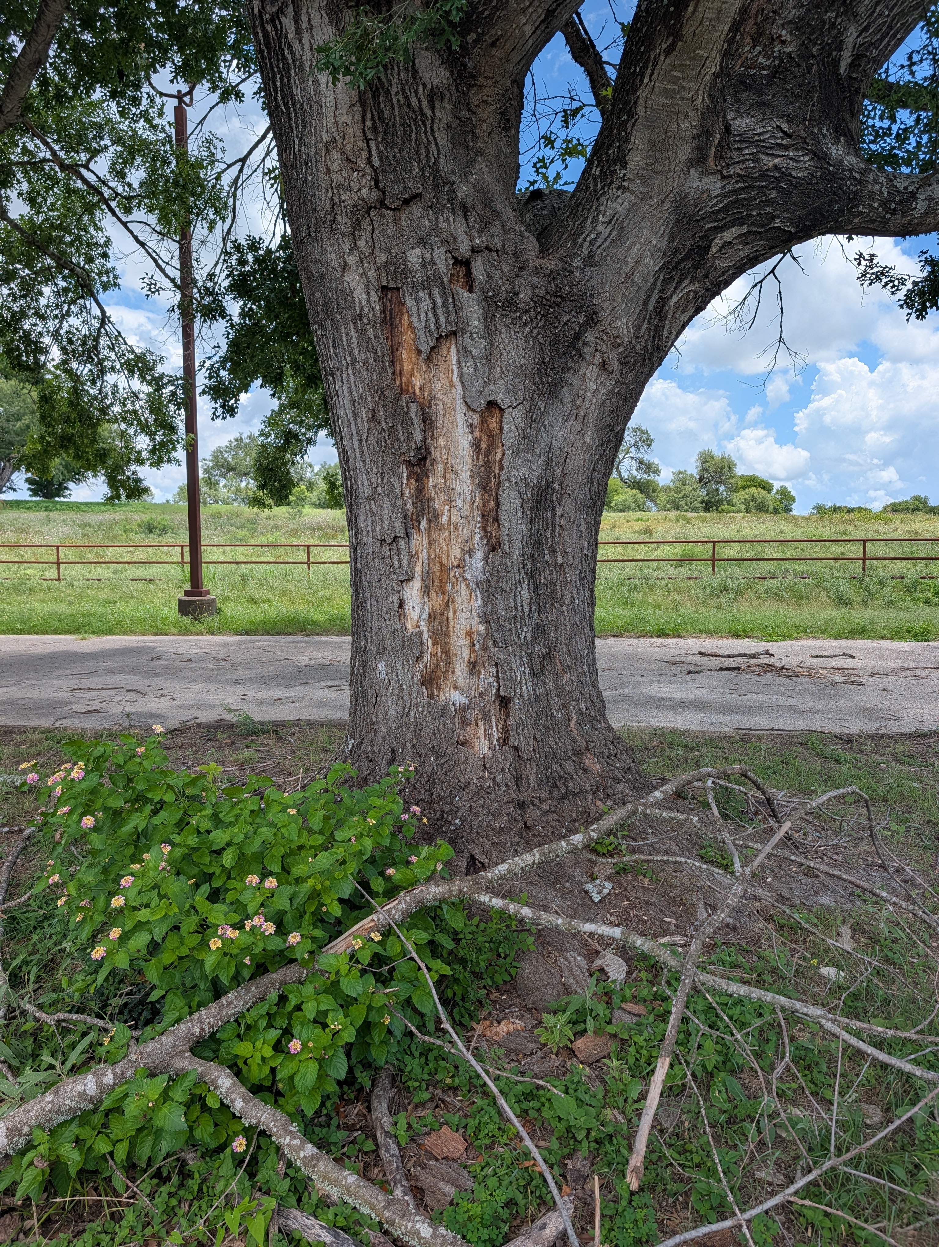 Large strip of bark peeling off a tree trunk affected by Hypoxylon Canker, exposing bare decaying wood.