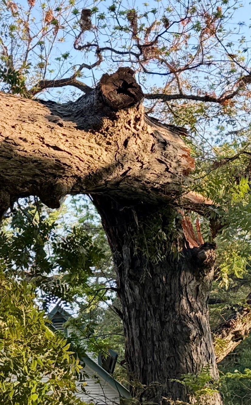 A snapped tree branch revealing dark, hollow internal decay at the break point.