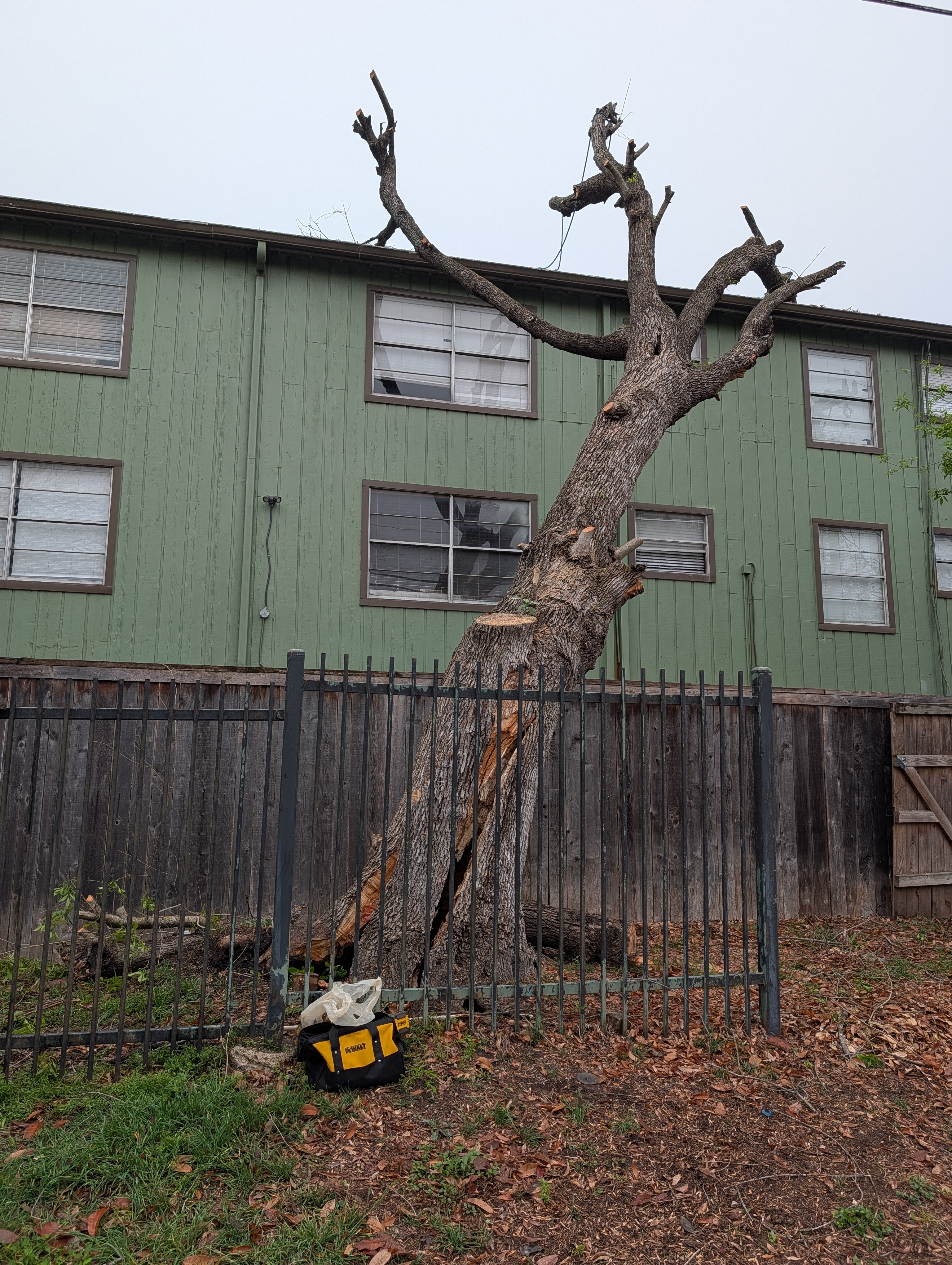 Leaning Ash tree over an apartment building in New Braunfels