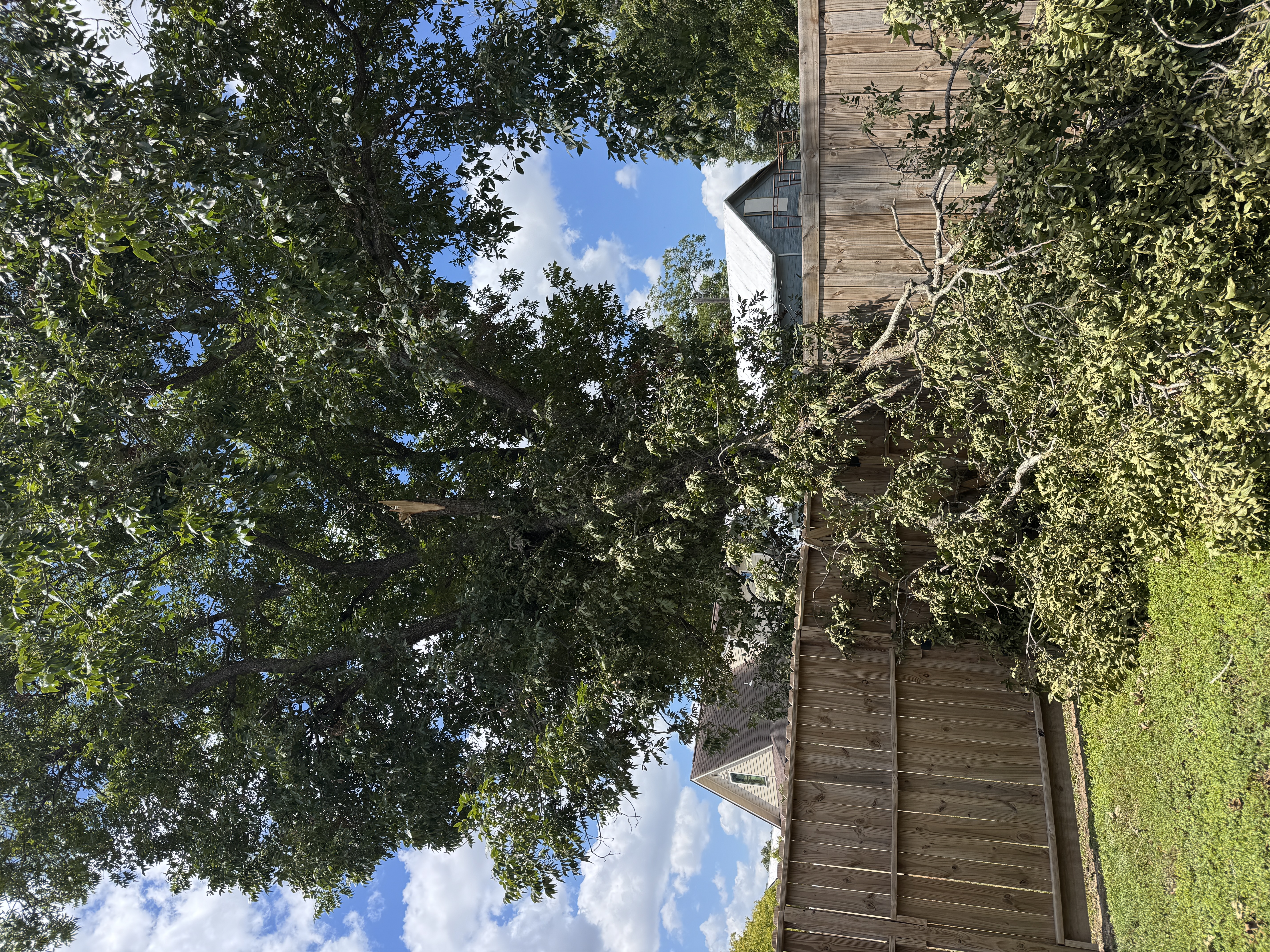 A large tree branch fallen over a wooden residential fence after a windstorm.