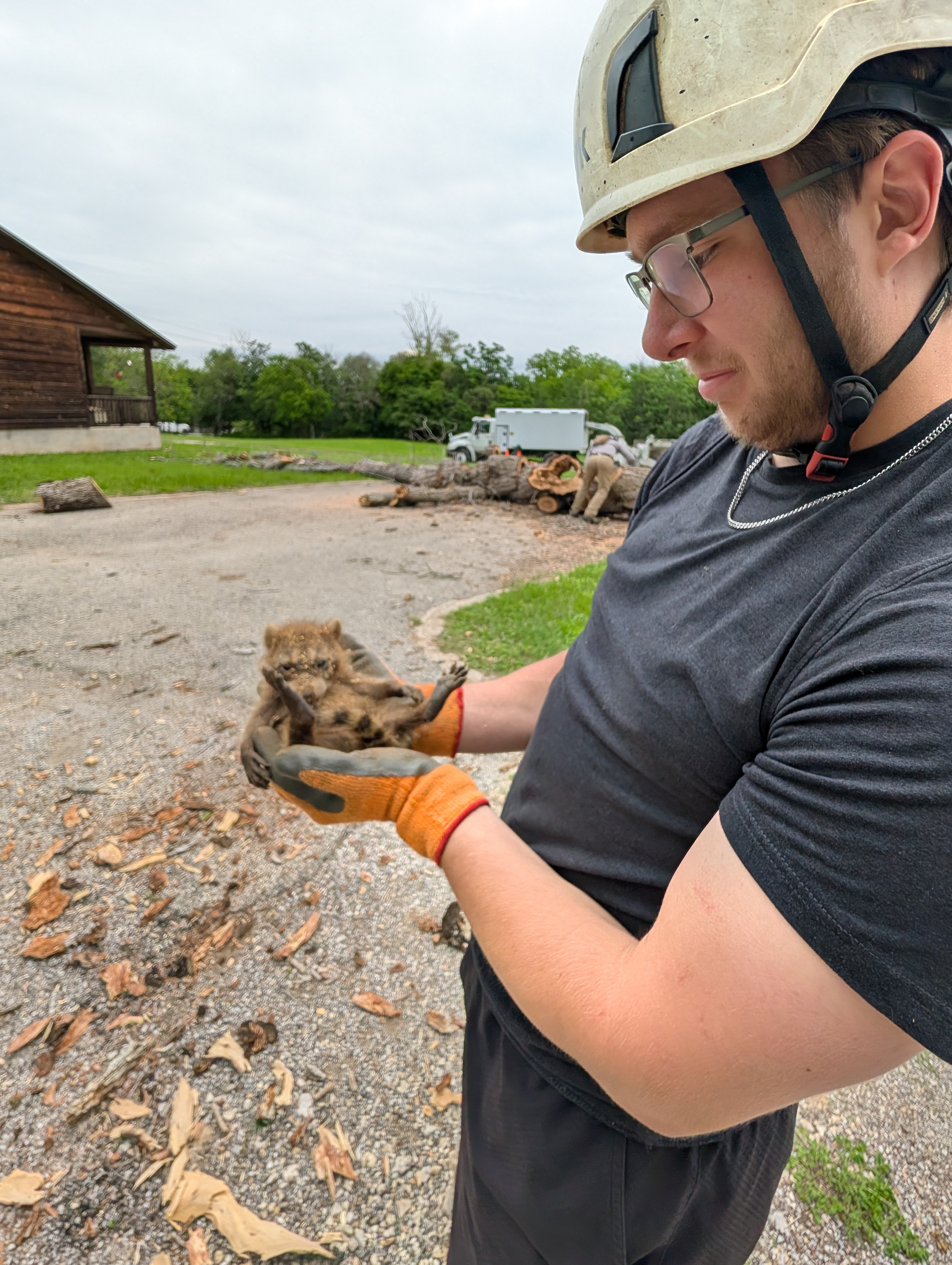 Arborist Kyle holding a rescued baby raccoon found during a safe tree removal project in the Texas Hill Country.