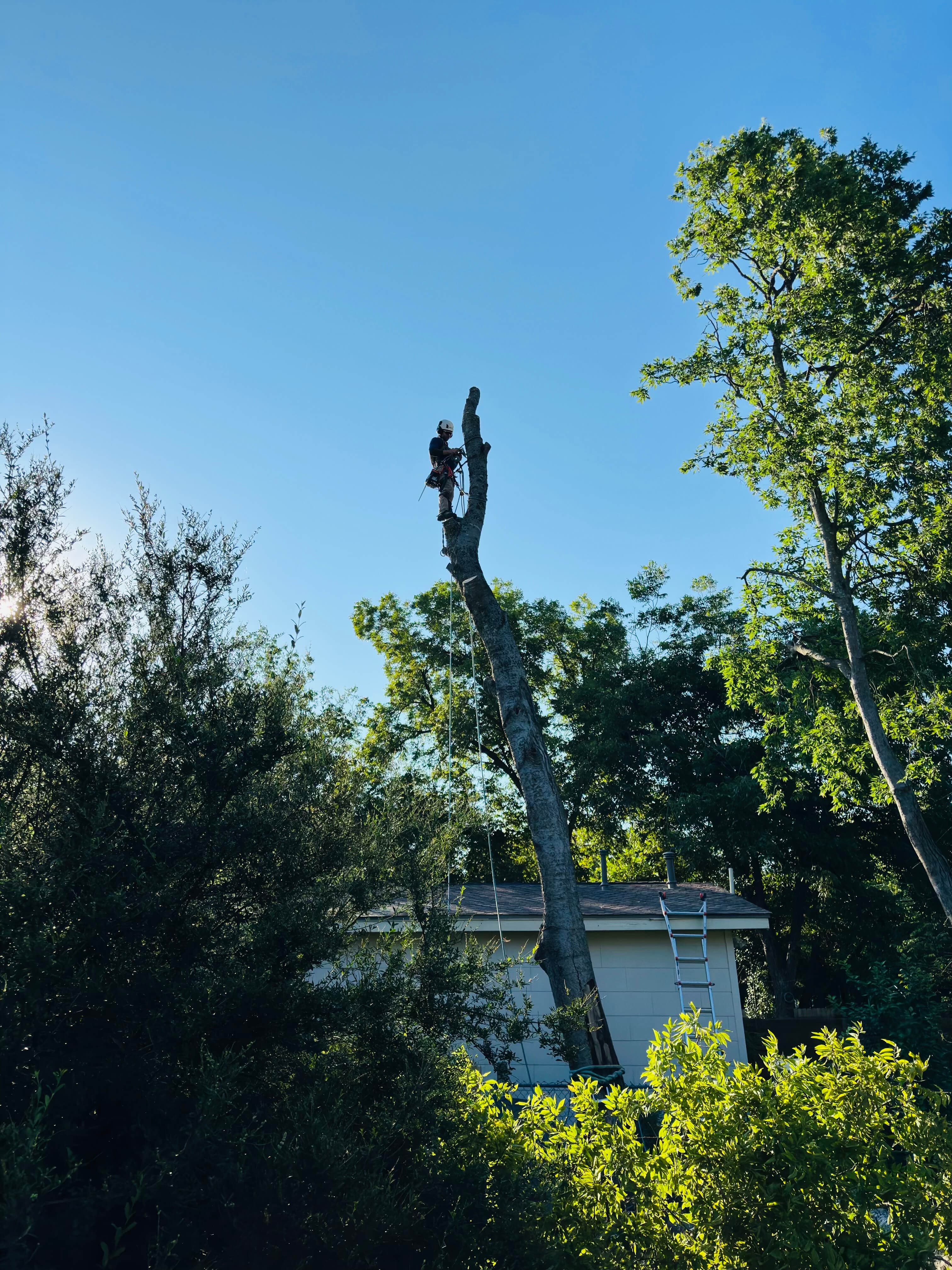 High-risk technical tree removal