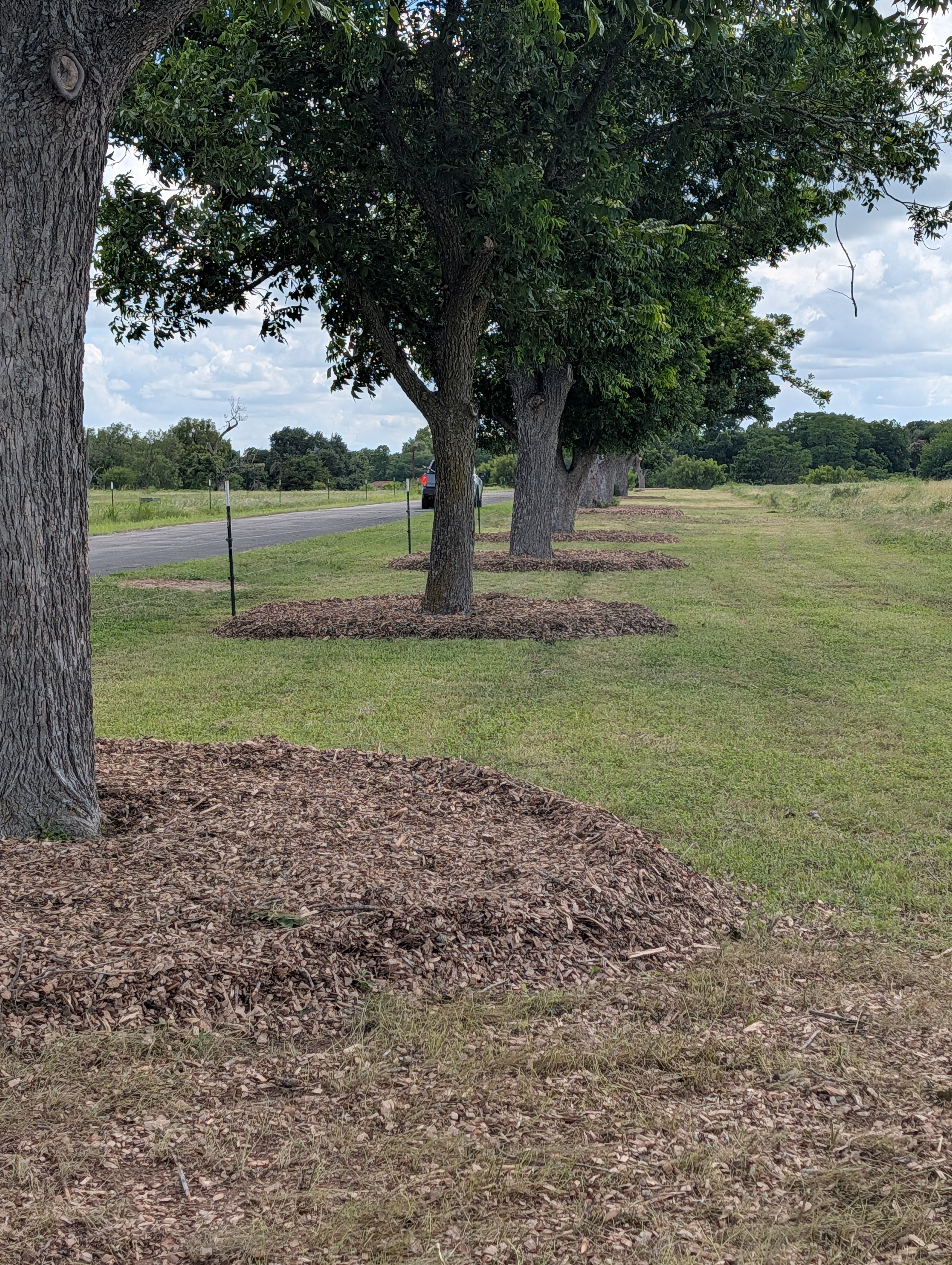 A row of trees with properly installed flat mulch rings