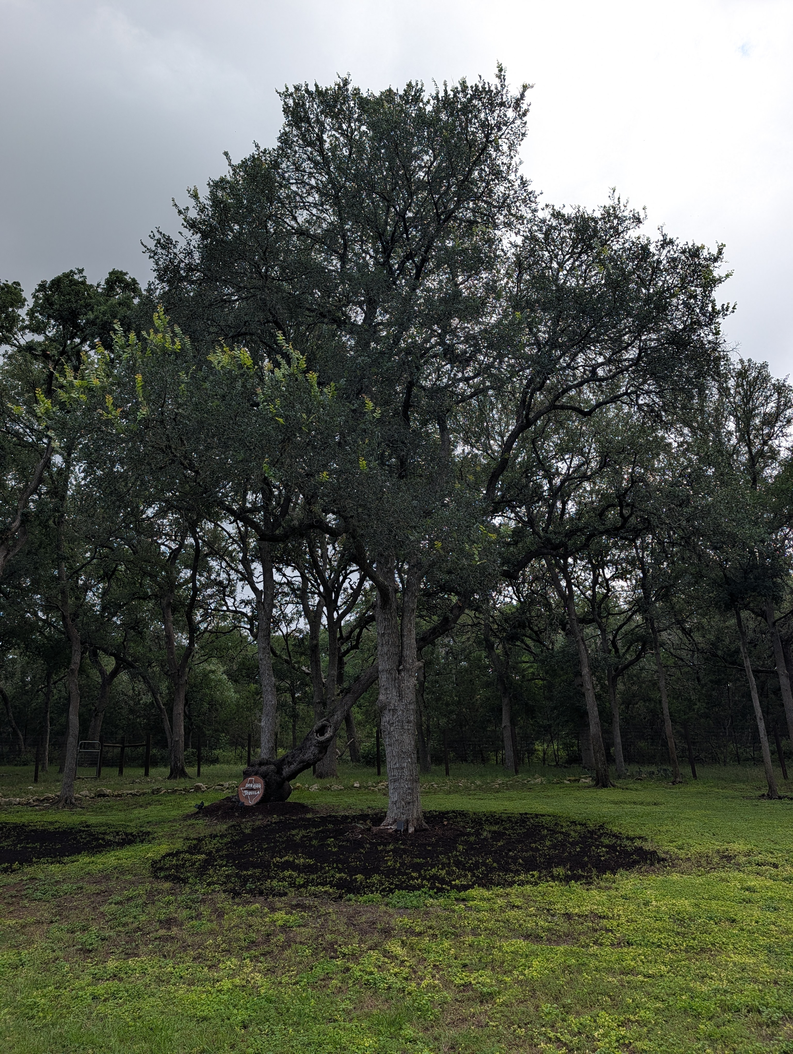 Large heritage oak tree with a wide, dark compost ring
