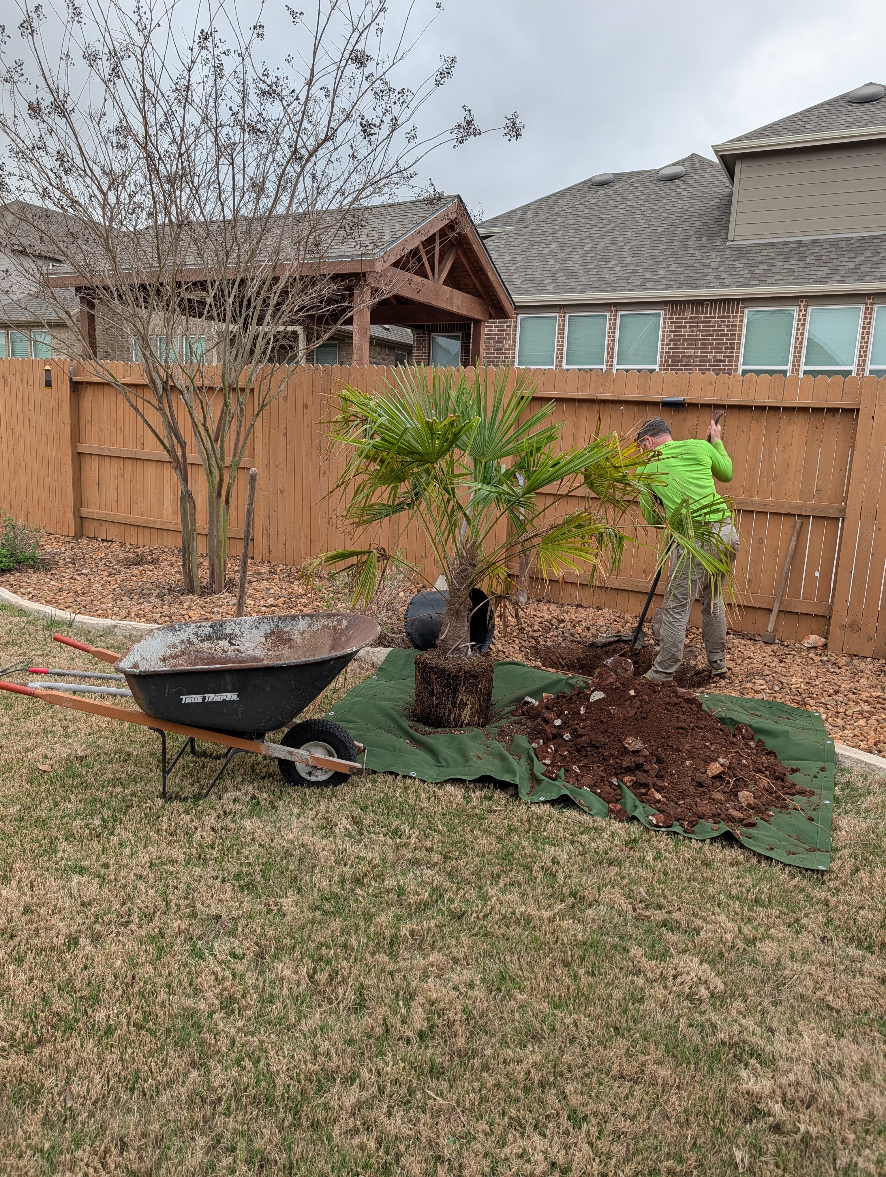 Arborist carefully digging a hole for a new palm tree using a dirt tarp
