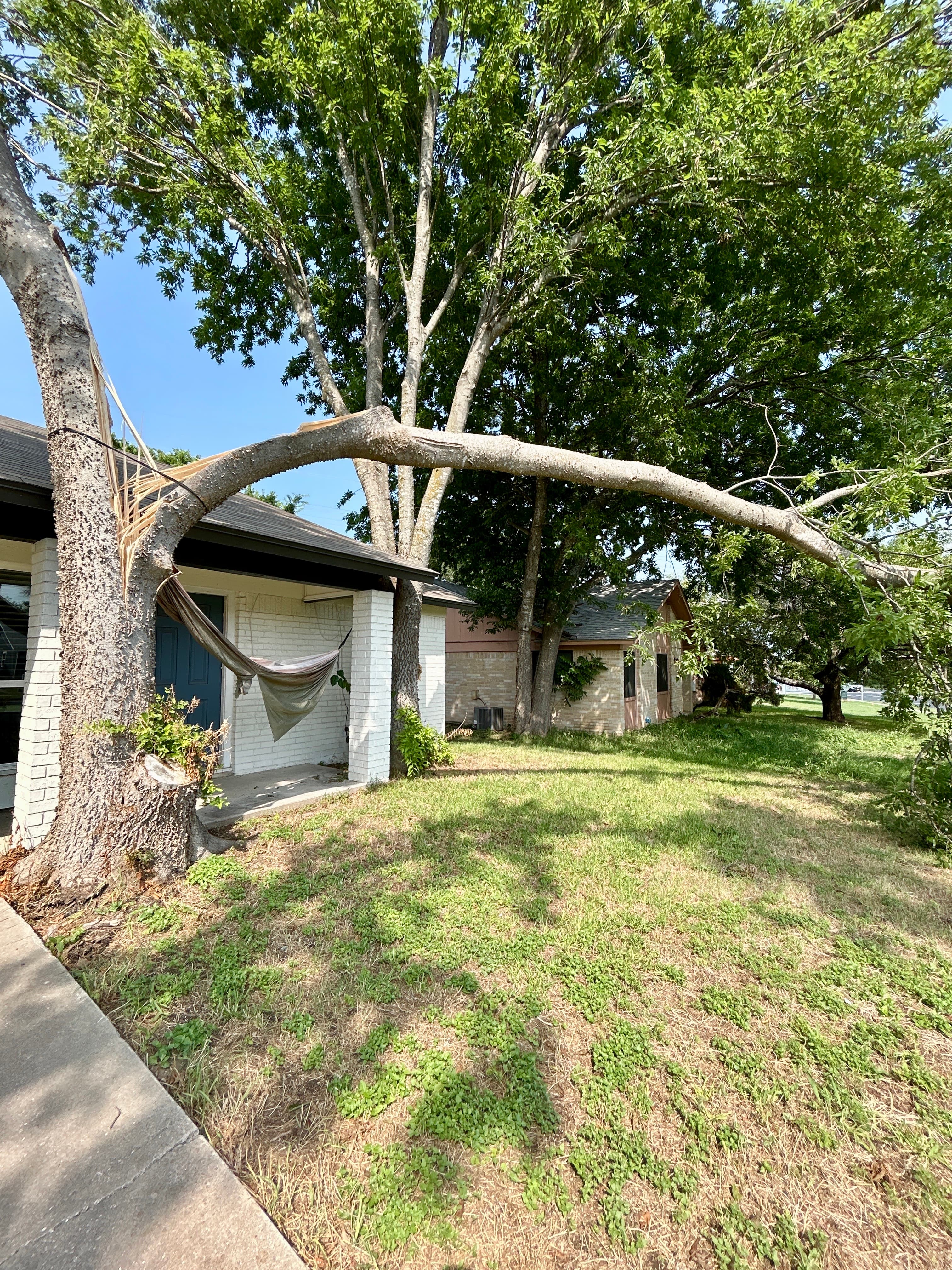 Hazardous tree mitigation New Braunfels
