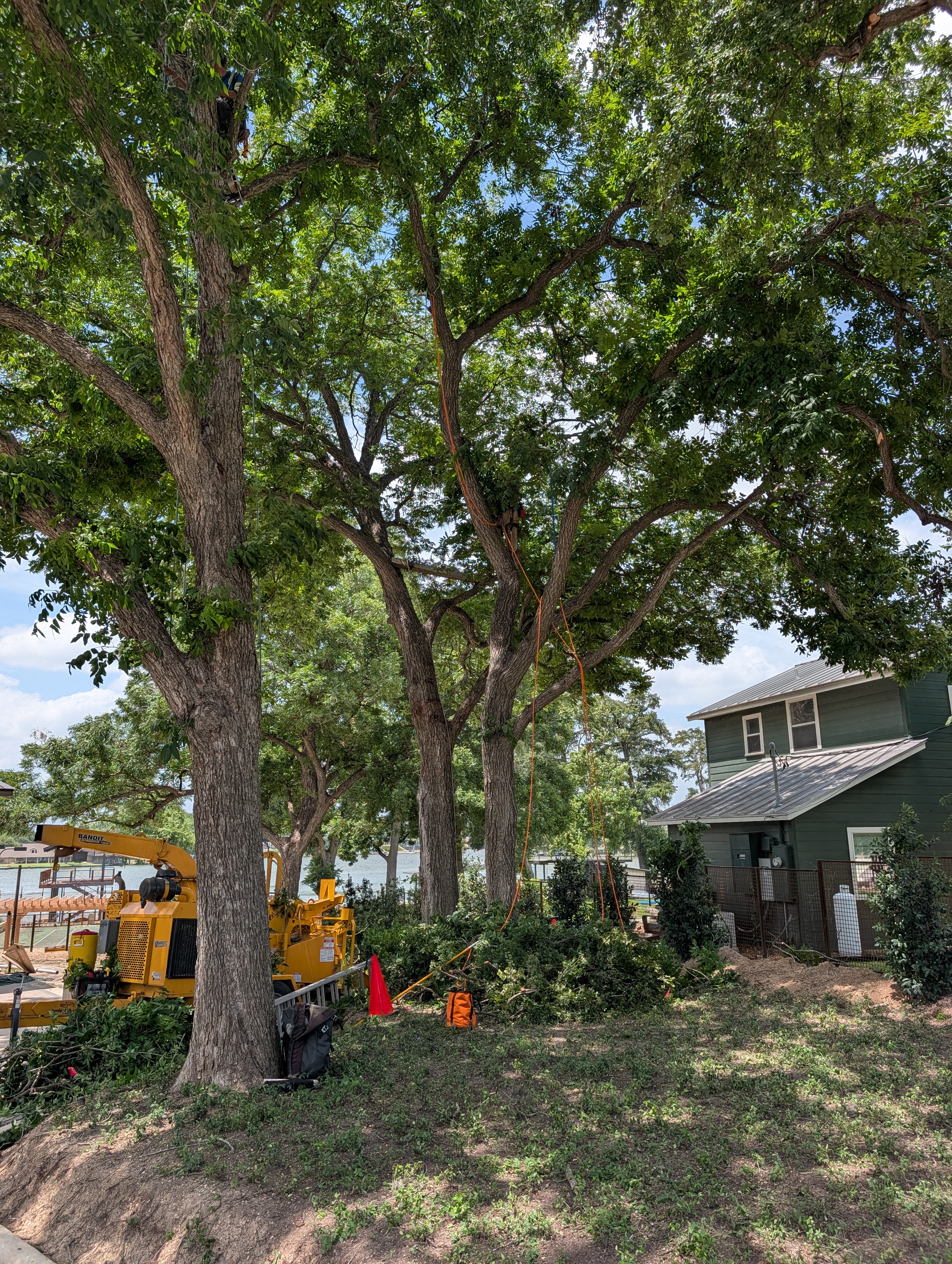 Arborists using rope and saddle climbing techniques