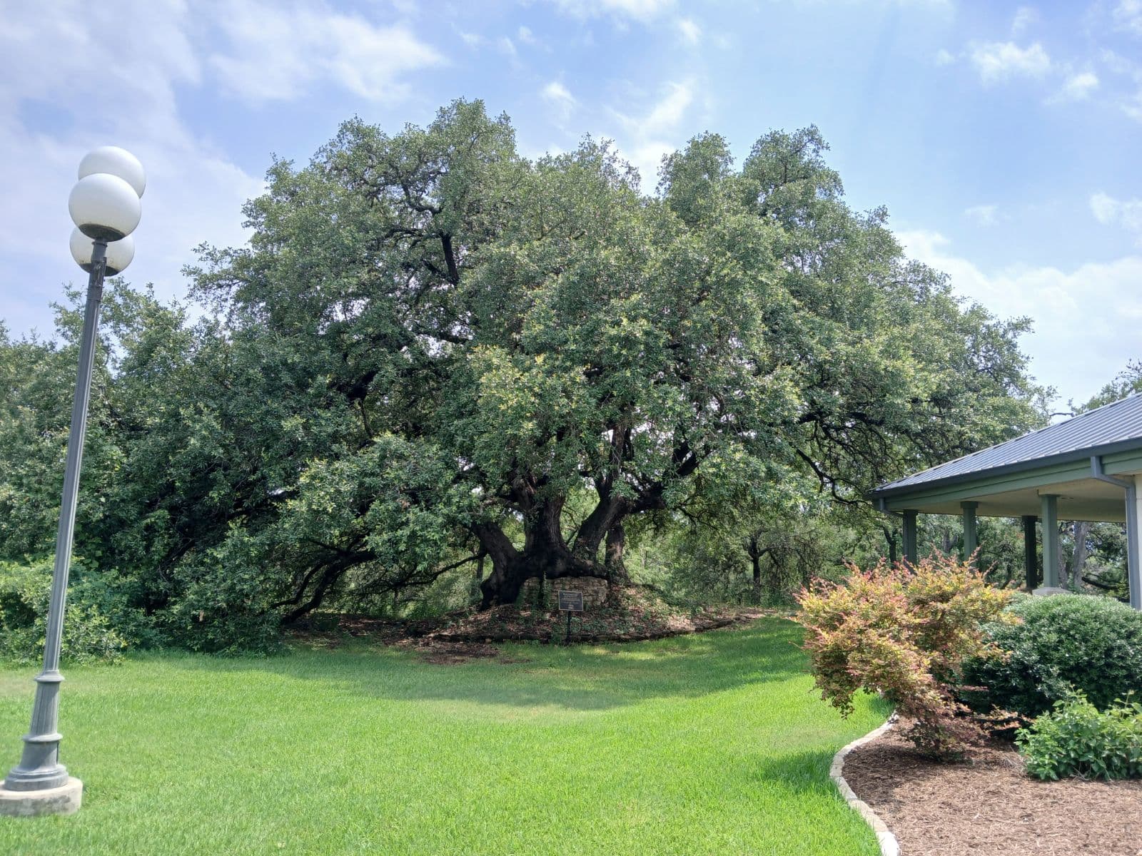 Heritage Live Oak preservation