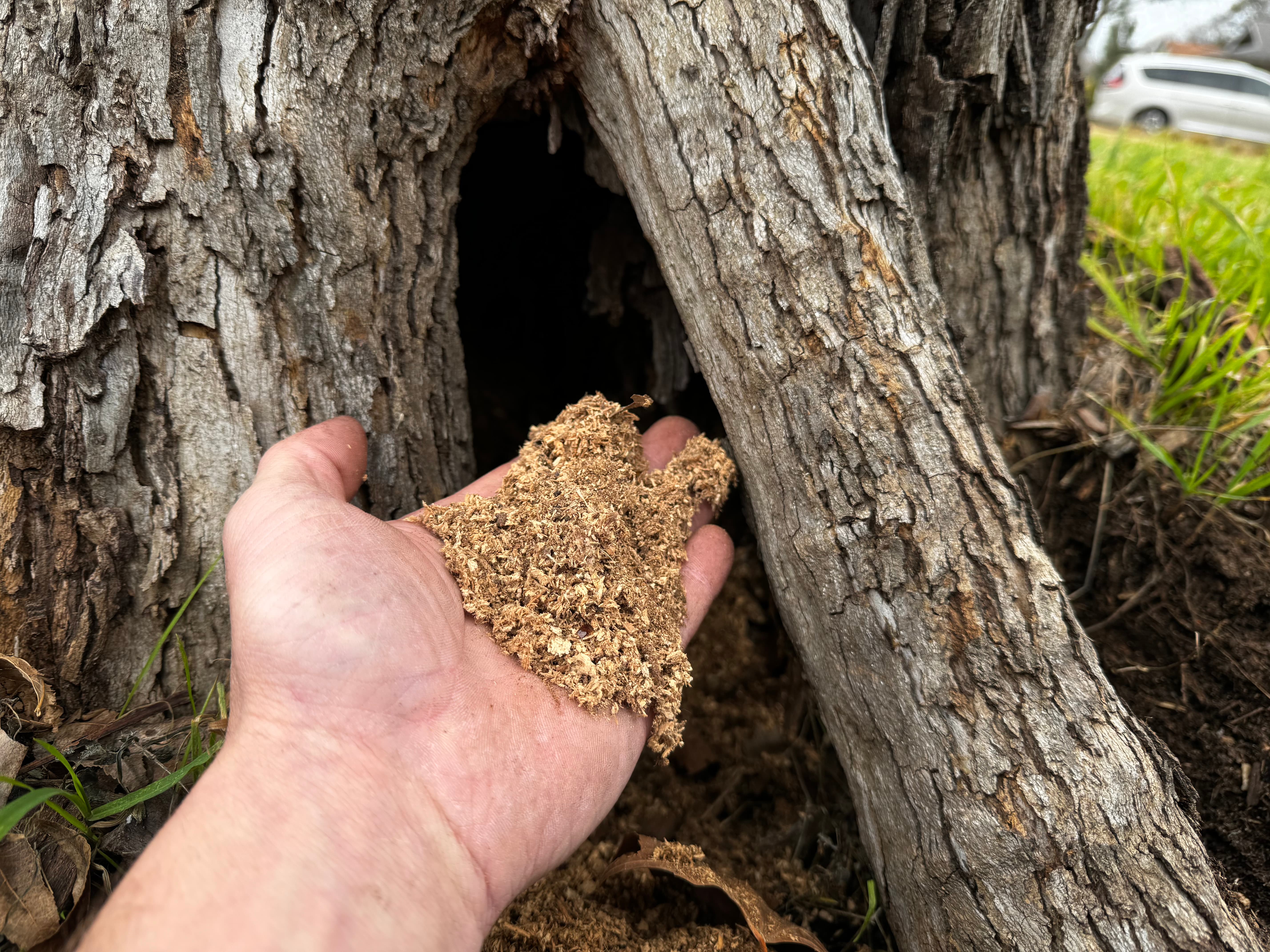 Professional tree decay diagnosis